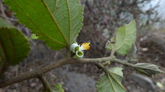 Grewia abutilifolia