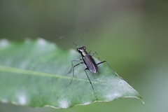 Odontocheila