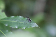 Odontocheila
