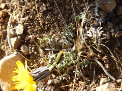 Hypochaeris laciniata