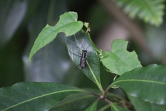 Odontocheila