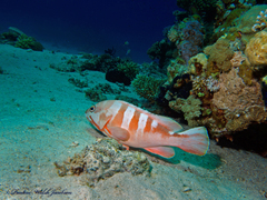 Epinephelus fasciatus