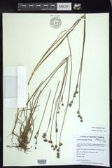 Juncus longistylis