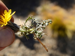Hypochaeris laciniata