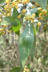 Maytenus undata