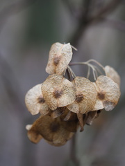 Ptelea trifoliata