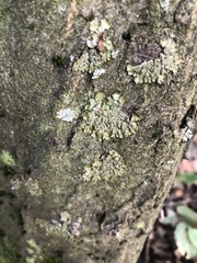 Melanelixia glabratula