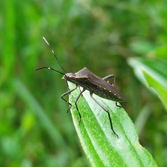 Phthiacnemia picta