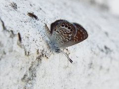 Brephidium exilis exilis