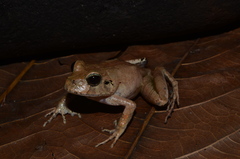 Platyplectrum melanopyga