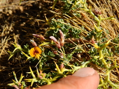 Adesmia hemisphaerica