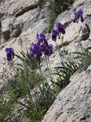 Iris pallida illyrica