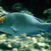 Reefcrest Parrotfish - Photo (c) uwkwaj, some rights reserved (CC BY-NC), uploaded by uwkwaj