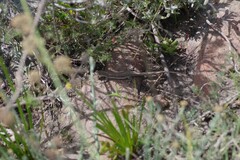 Pedioplanis burchelli