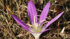 Colchicum montanum