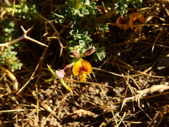 Adesmia hemisphaerica