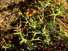 Adesmia hemisphaerica