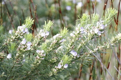 Psoralea pinnata