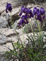 Iris pallida illyrica