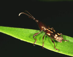 Arrhenodini