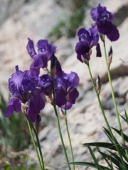 Iris pallida illyrica