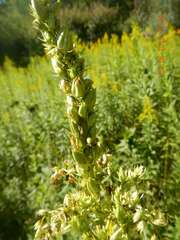 Stenanthium gramineum