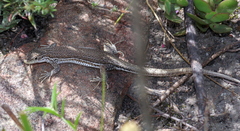 Pedioplanis burchelli