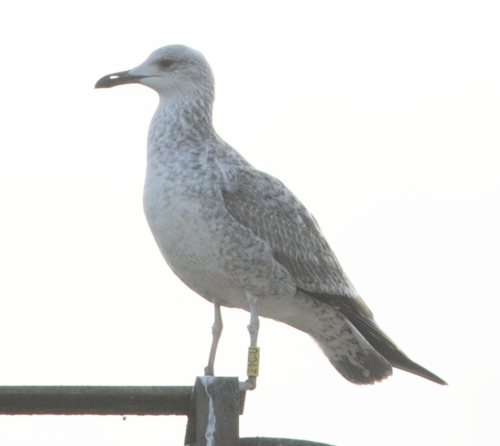 Gaviota del Caspio (Larus cachinnans)