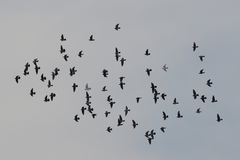 Columba livia domestica