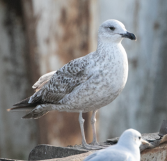 Larus michahellis