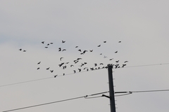 Columba livia domestica