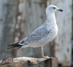 Larus michahellis