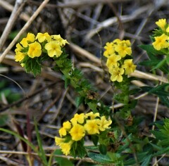 Euploca polyphylla