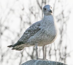 Larus michahellis