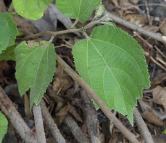 Grewia abutilifolia