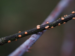 Nectria cinnabarina