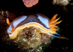 Chromodoris westraliensis
