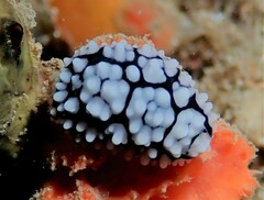 Phyllidiella pustulosa
