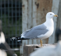 Larus michahellis