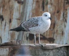 Larus michahellis