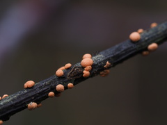 Nectria cinnabarina