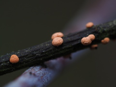 Nectria cinnabarina