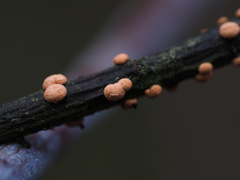 Nectria cinnabarina