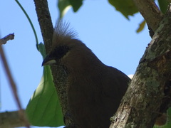 Colius striatus minor