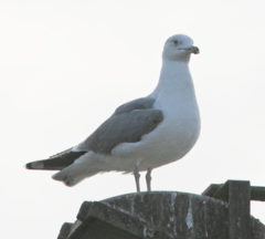 Larus michahellis
