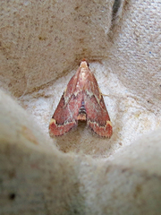 Hypsopygia intermedialis