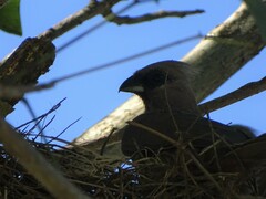 Colius striatus minor