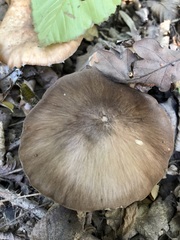 Pluteus cervinus