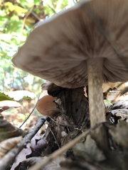 Pluteus cervinus