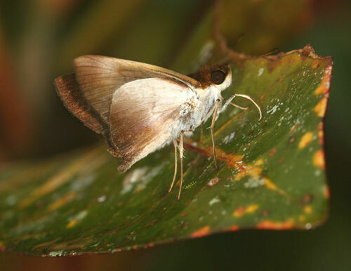 Vettius tertianus